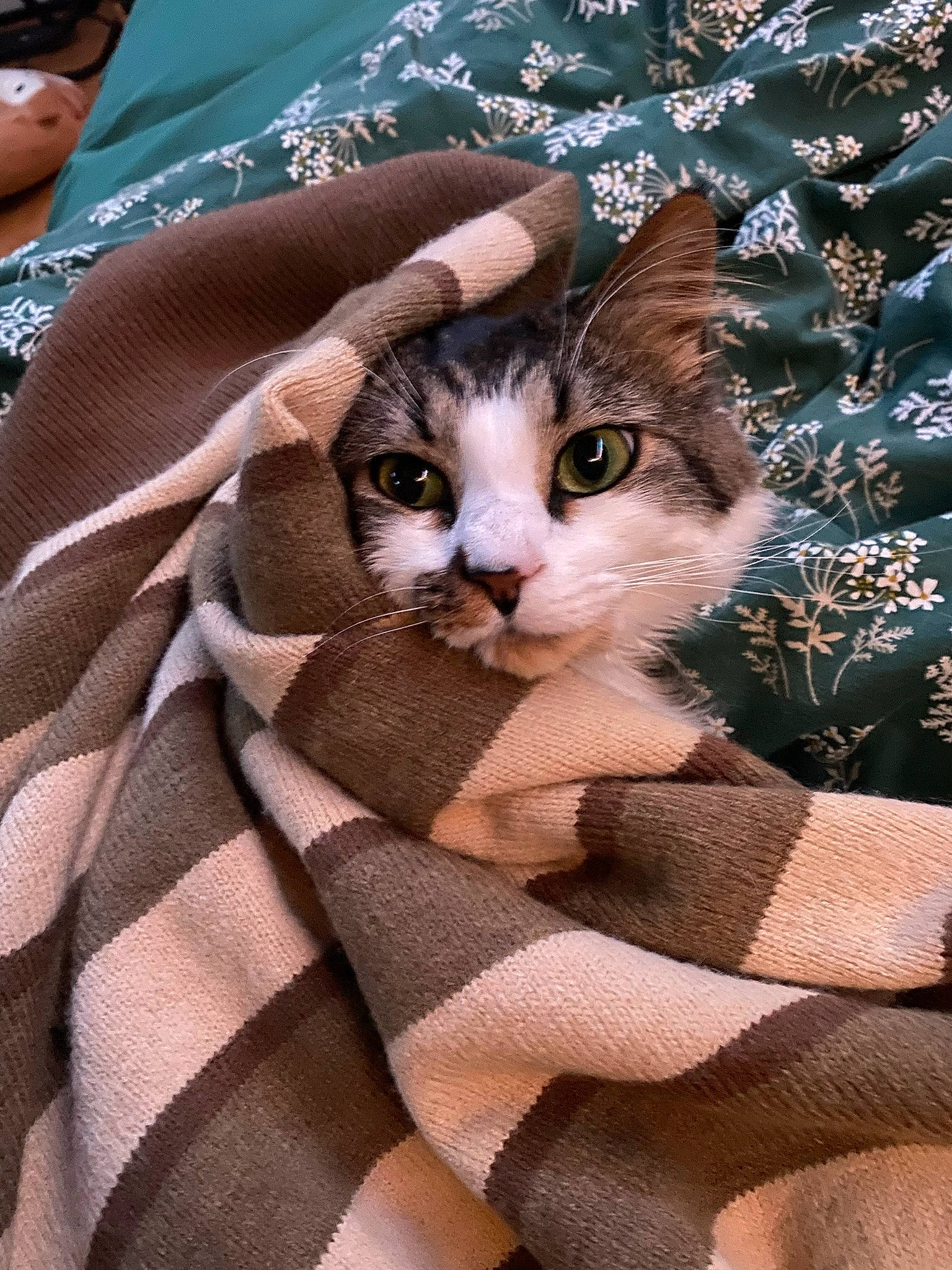 Prim joined the competition — help win amazing prizes! carnivore, cat, comfort, domestic_short_haired_cat, eyewear, fawn, felidae, fur, grass, linens, pattern, paw, sitting, small_to_medium_sized_cats, sunglasses, tail, textile, tree, whiskers, wood