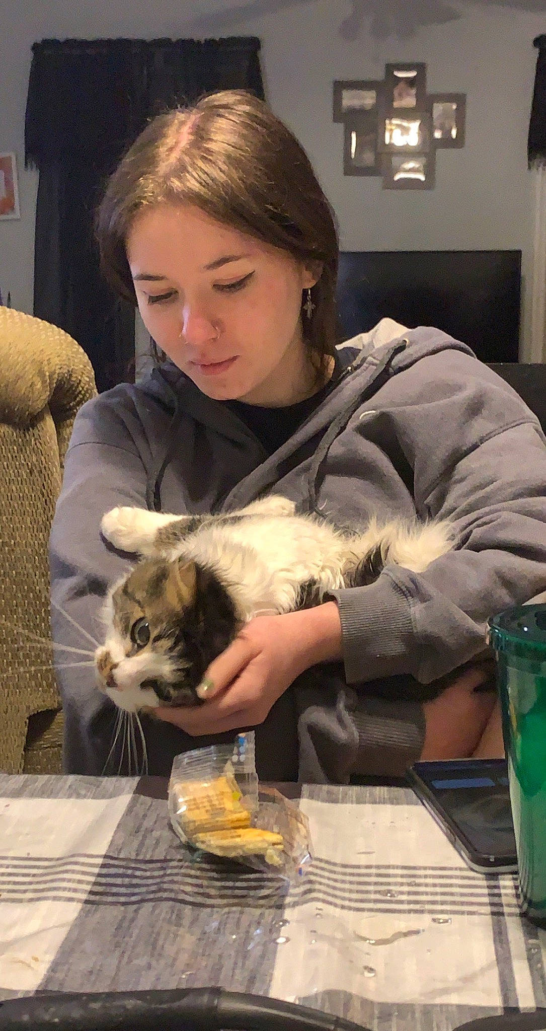 Prim joined the competition — help win amazing prizes! canidae, carnivore, cat, child, comfort, companion_dog, domestic_short_haired_cat, drink, fawn, felidae, fur, glass, lap, room, sitting, small_to_medium_sized_cats, table, tableware, whiskers, wood