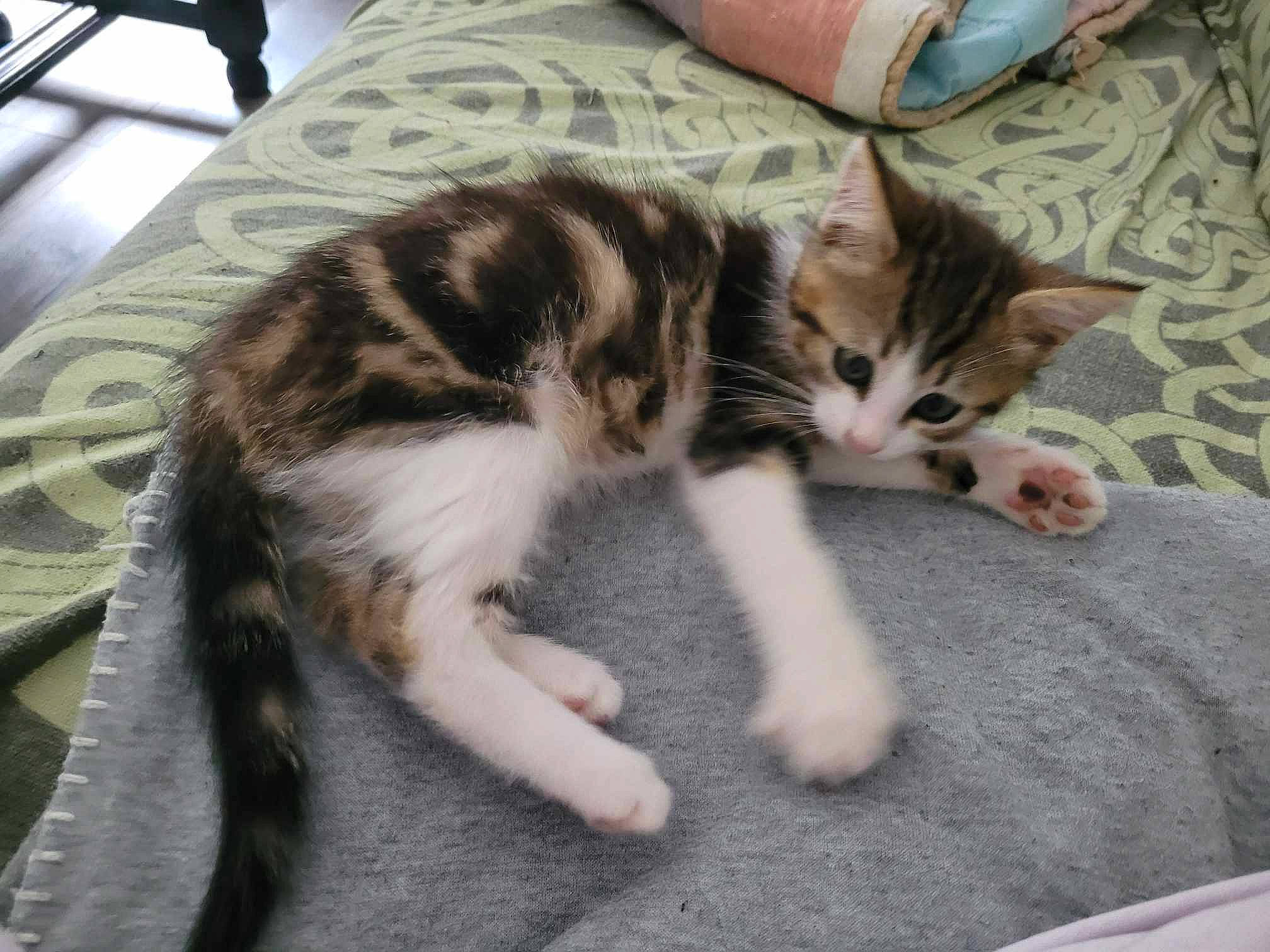 Flamme a rejoint le concours — aidez-le/la à gagner de superbes lots ! carnivore, cat, domestic_short_haired_cat, felidae, flooring, fur, paw, small_to_medium_sized_cats, snout, tail, whiskers