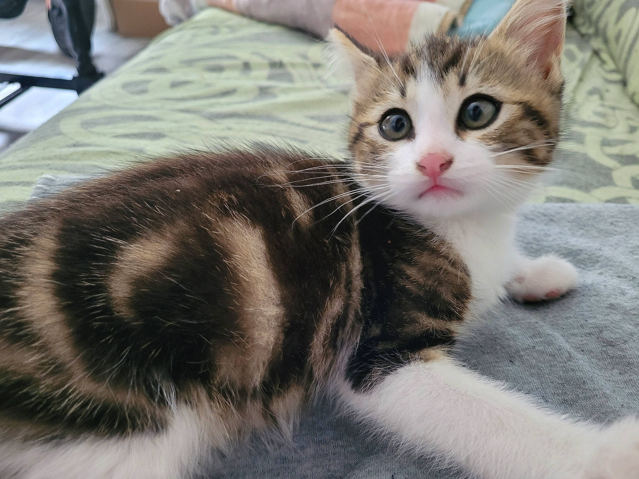 Flamme participe au concours pour gagner de l'argent avec cette photo : carnivore, cat, claw, comfort, domestic_short_haired_cat, felidae, fur, paw, small_to_medium_sized_cats, snout, tail, whiskers