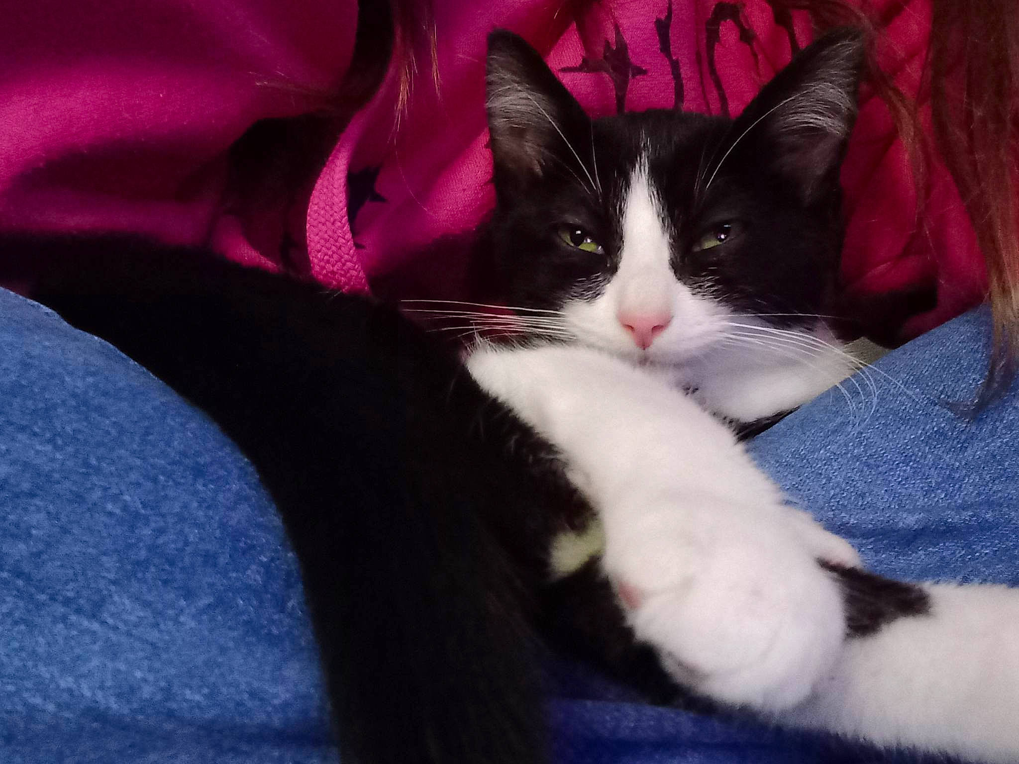 Oscar a rejoint le concours — aidez-le/la à gagner de superbes lots ! black_cat, carmine, carnivore, cat, comfort, domestic_short_haired_cat, electric_blue, felidae, formal_wear, fur, gesture, human_leg, lap, magenta, paw, sitting, small_to_medium_sized_cats, snout, tail, whiskers