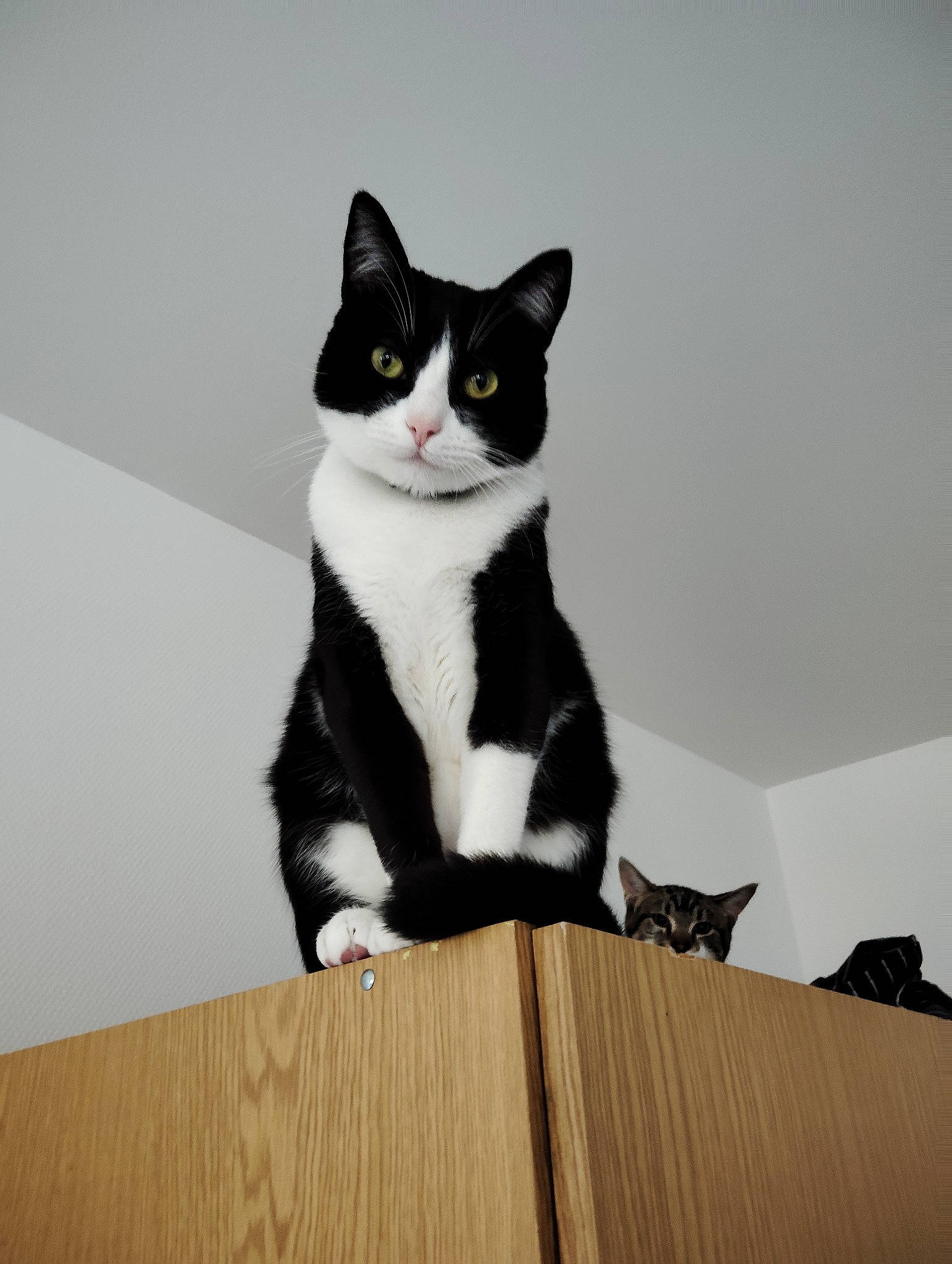 Oscar participe au concours pour gagner de l'argent avec cette photo : box, carnivore, cat, domestic_short_haired_cat, felidae, fur, grey, hardwood, packaging_and_labeling, paw, plywood, sitting, small_to_medium_sized_cats, snout, stairs, tail, whiskers, wood