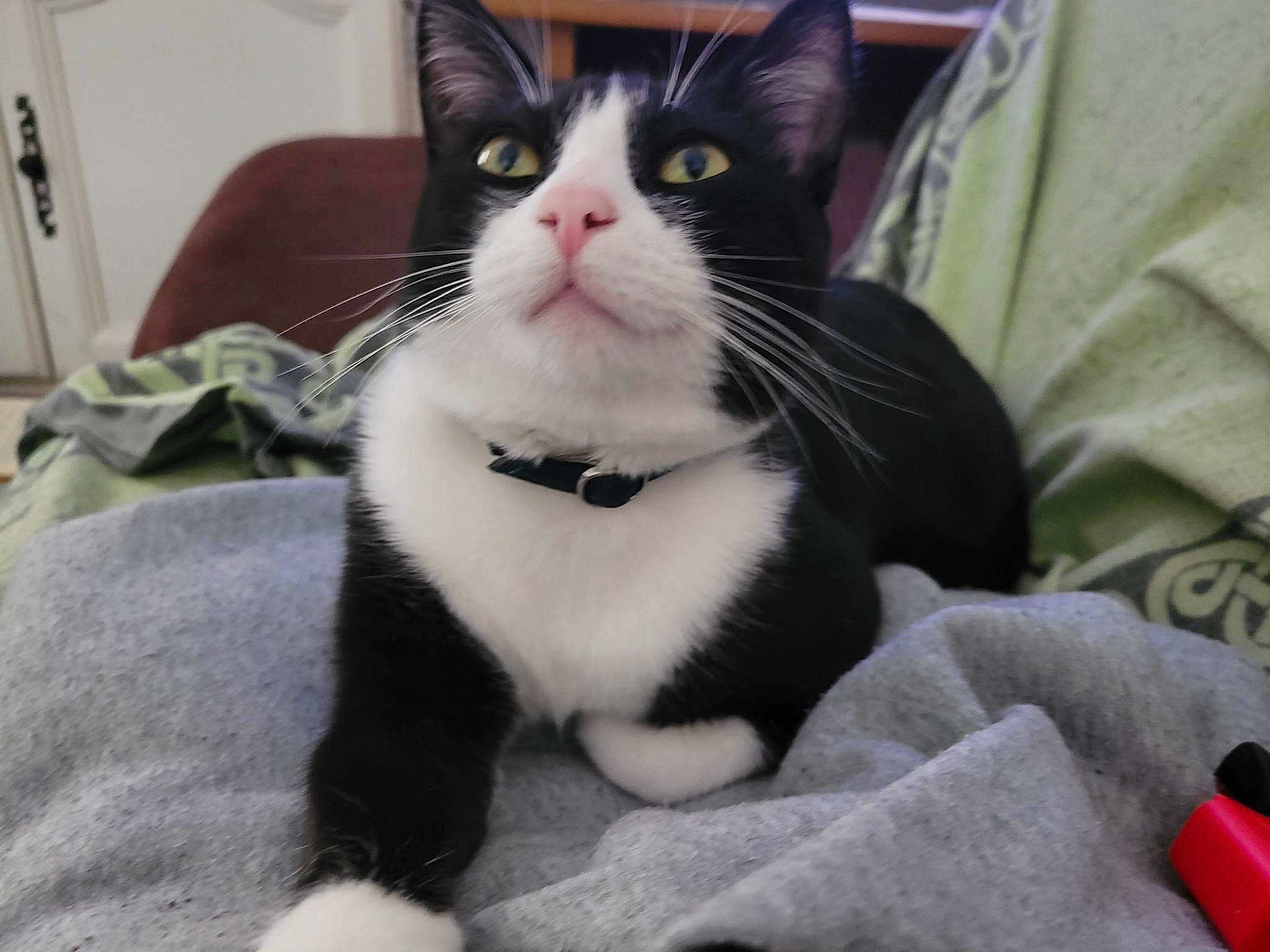 Oscar participe au concours pour gagner de l'argent avec cette photo : carnivore, cat, cat_supply, comfort, domestic_short_haired_cat, door, eye, felidae, fur, head, iris, paw, pet_supply, small_to_medium_sized_cats, snout, tail, terrestrial_animal, whiskers