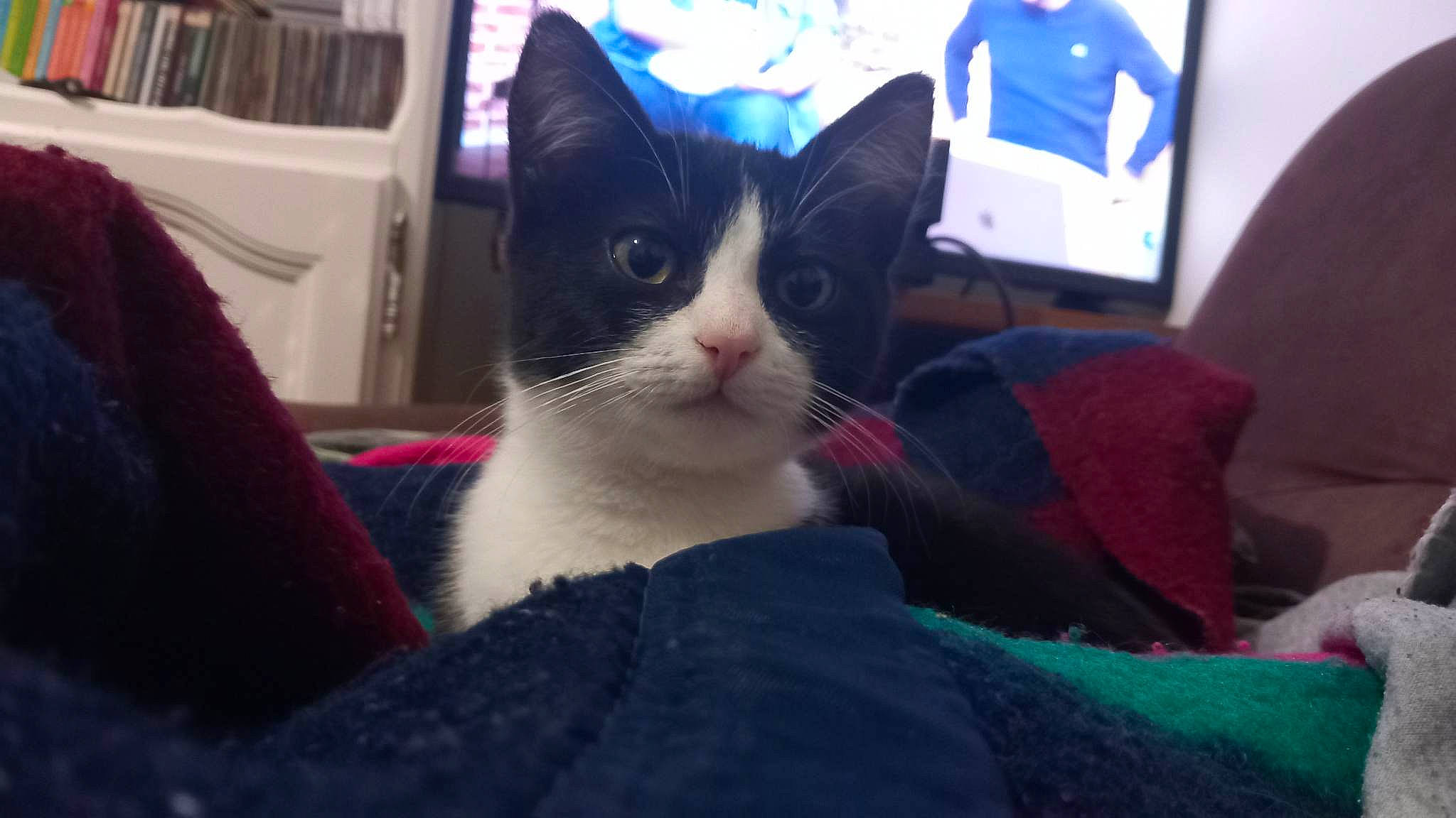 Oscar participe au concours pour gagner de l'argent avec cette photo : carnivore, cat, comfort, computer_monitor, domestic_short_haired_cat, felidae, fur, lap, mammal, paw, personal_computer, small_to_medium_sized_cats, snout, tail, vertebrate, whiskers