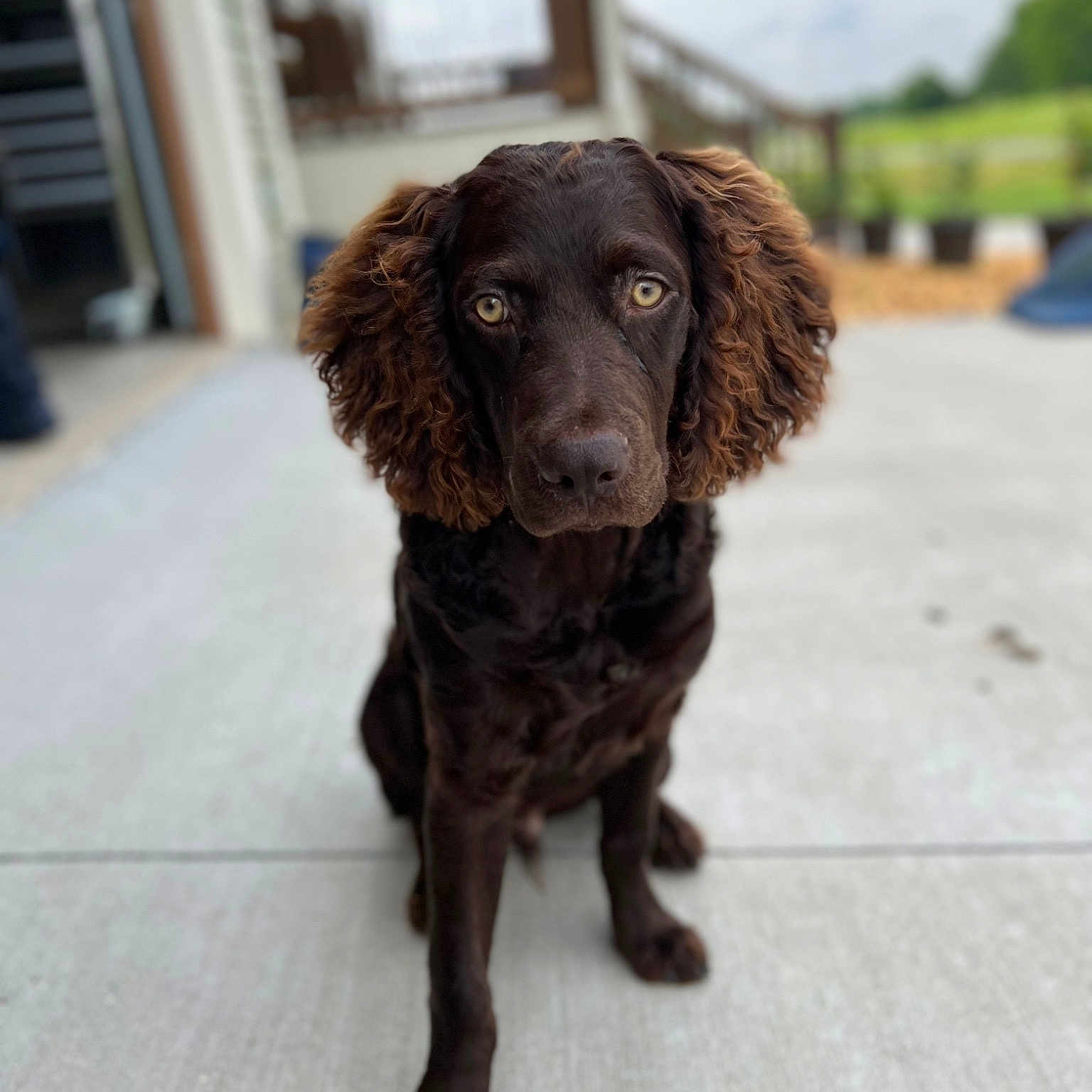 Bo