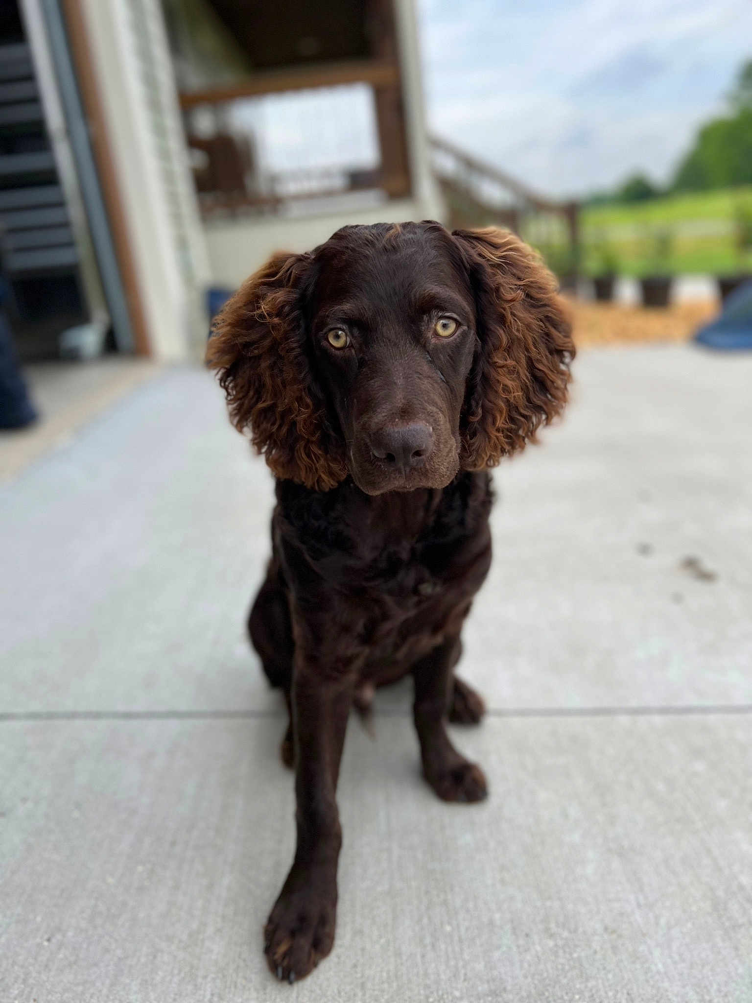 Bo