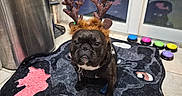 Jack-Jack joined the competition — help win amazing prizes! dog, french_bulldog, antlers, reindeer_costume, black_dog, pet, indoor, tile_floor, rug, decor, trash_can, glass_door, reflection, accessory, animal, cute, holiday, costume, pet_accessory, floor_mat