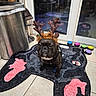 dog, french_bulldog, antlers, reindeer_costume, black_dog, pet, indoor, tile_floor, rug, decor, trash_can, glass_door, reflection, accessory, animal, cute, holiday, costume, pet_accessory, floor_mat