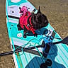 Jack-Jack is registered to the contest to win money with this photo: dog, paddleboard, water, outdoor, pet, red_harness, black_dog, rope, paddle, shallow_water, summer, adventure, small_dog, sunlight, recreation, animal, leash, activity, nature, sport