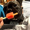 animal, bed, black_dog, blanket, canine, close_up, cozy, curious, cute, dog, french_bulldog, furniture, hand, indoor, licking, pet, popsicle, snout, tongue, treat