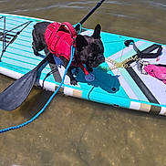 Jack-Jack joined the competition — help win amazing prizes! dog, paddleboard, water, life_jacket, leash, paddle, outdoor, sunny, calm_water, black_dog, pet, animal, recreation, adventure, summer, board_sport, water_sport, floating, shallow_water, active