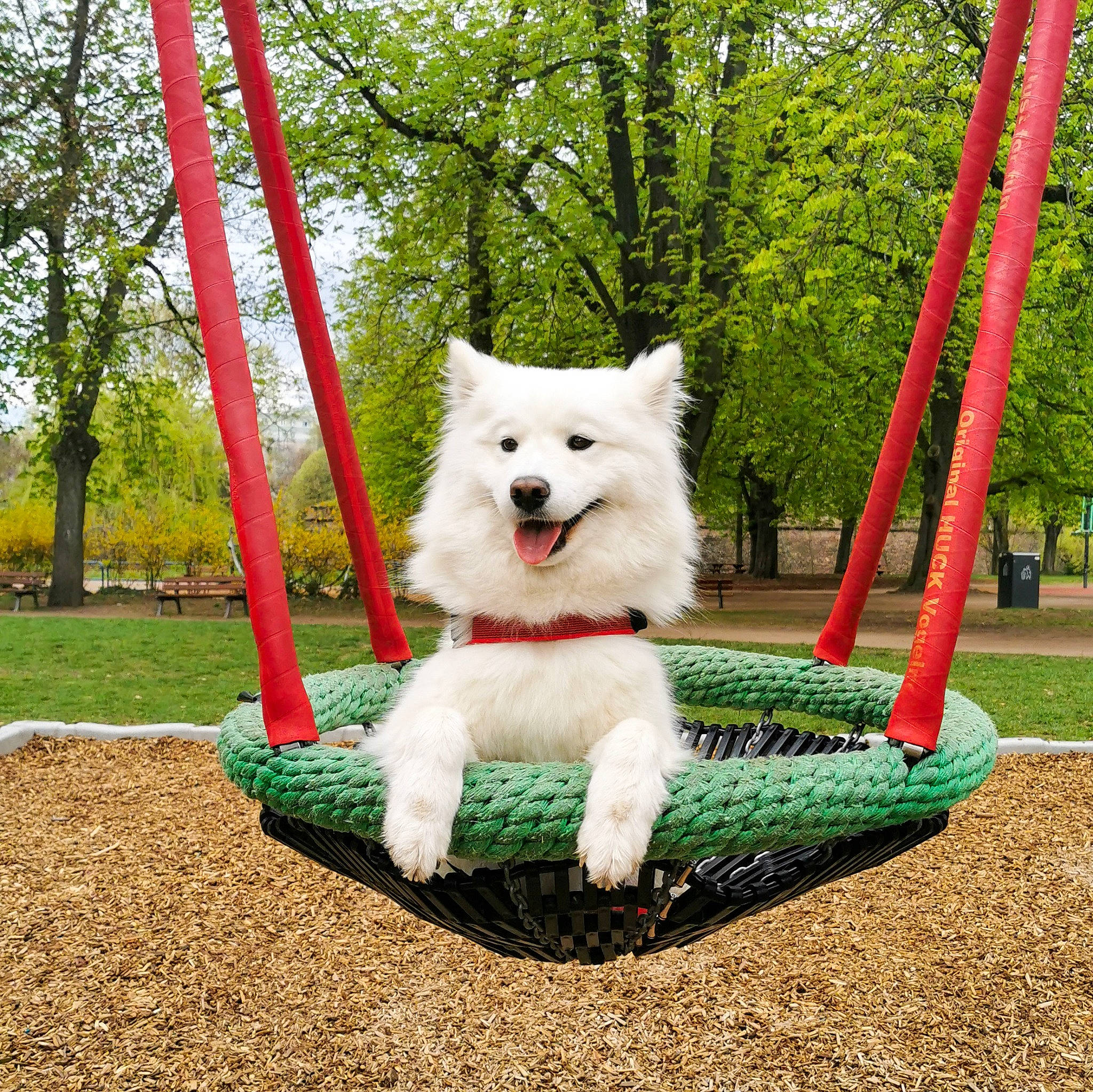 Pudding participe au concours pour gagner de l'argent avec cette photo : ancient_dog_breeds, canidae, carnivore, collar, companion_dog, dog, dog_breed, dog_supply, fashion_accessory, fur, grass, mammal, pet_supply, plant, snout, sporting_group, tail, tree, vertebrate, working_animal