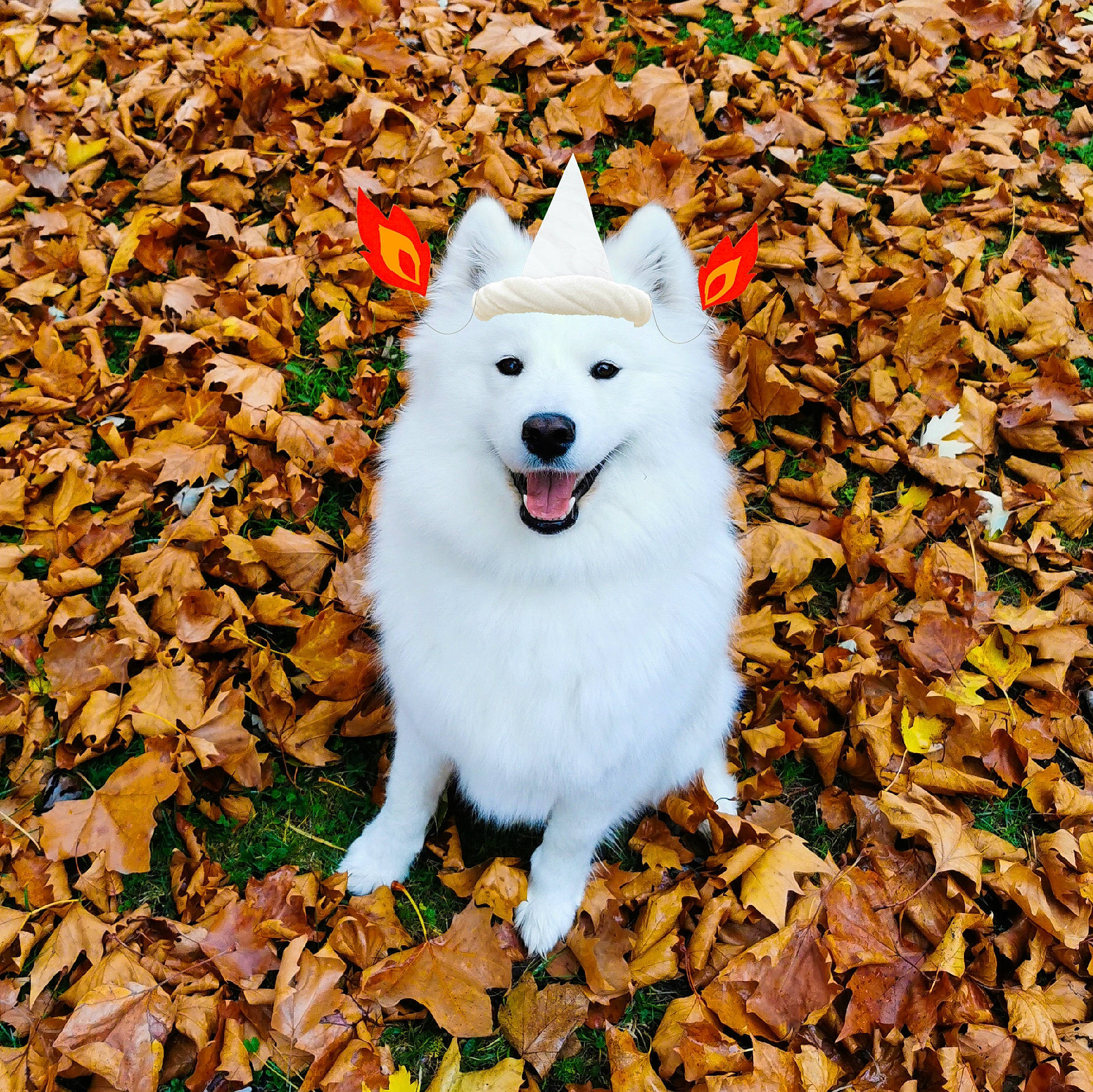 Pudding participe au concours pour gagner de l'argent avec cette photo : ancient_dog_breeds, art, autumn, canidae, carnivore, companion_dog, dog, dog_breed, fashion_accessory, fur, grass, herding_dog, non_sporting_group, plant, spitz, sporting_group, tail, tree, working_dog