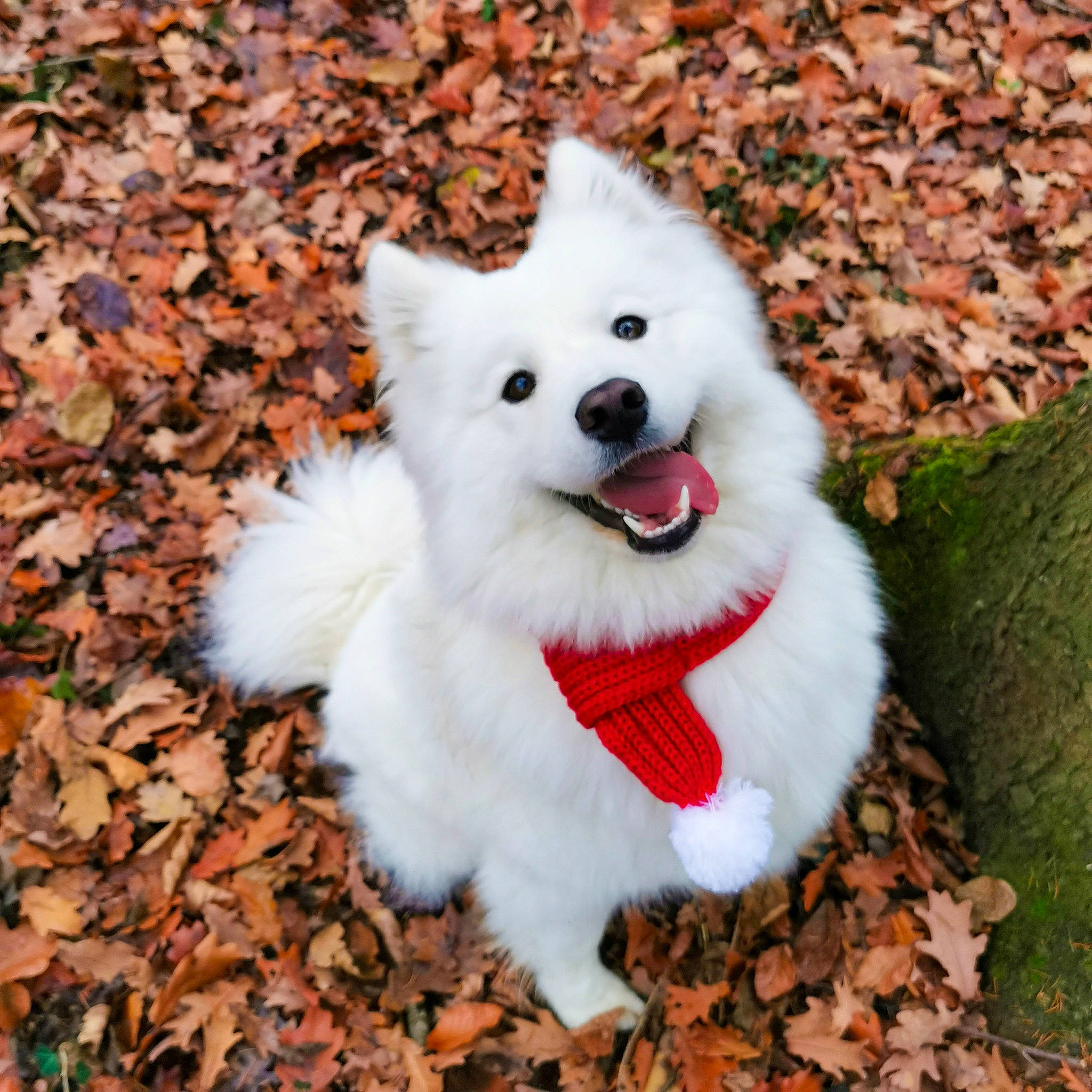 Pudding a rejoint le concours — aidez-le/la à gagner de superbes lots ! canidae, carnivore, collar, companion_dog, dog, dog_breed, dog_collar, dog_supply, fashion_accessory, fur, grass, plant, samoyed, snout, spitz, sporting_group, tail, toy_dog, tree, volpino_italiano