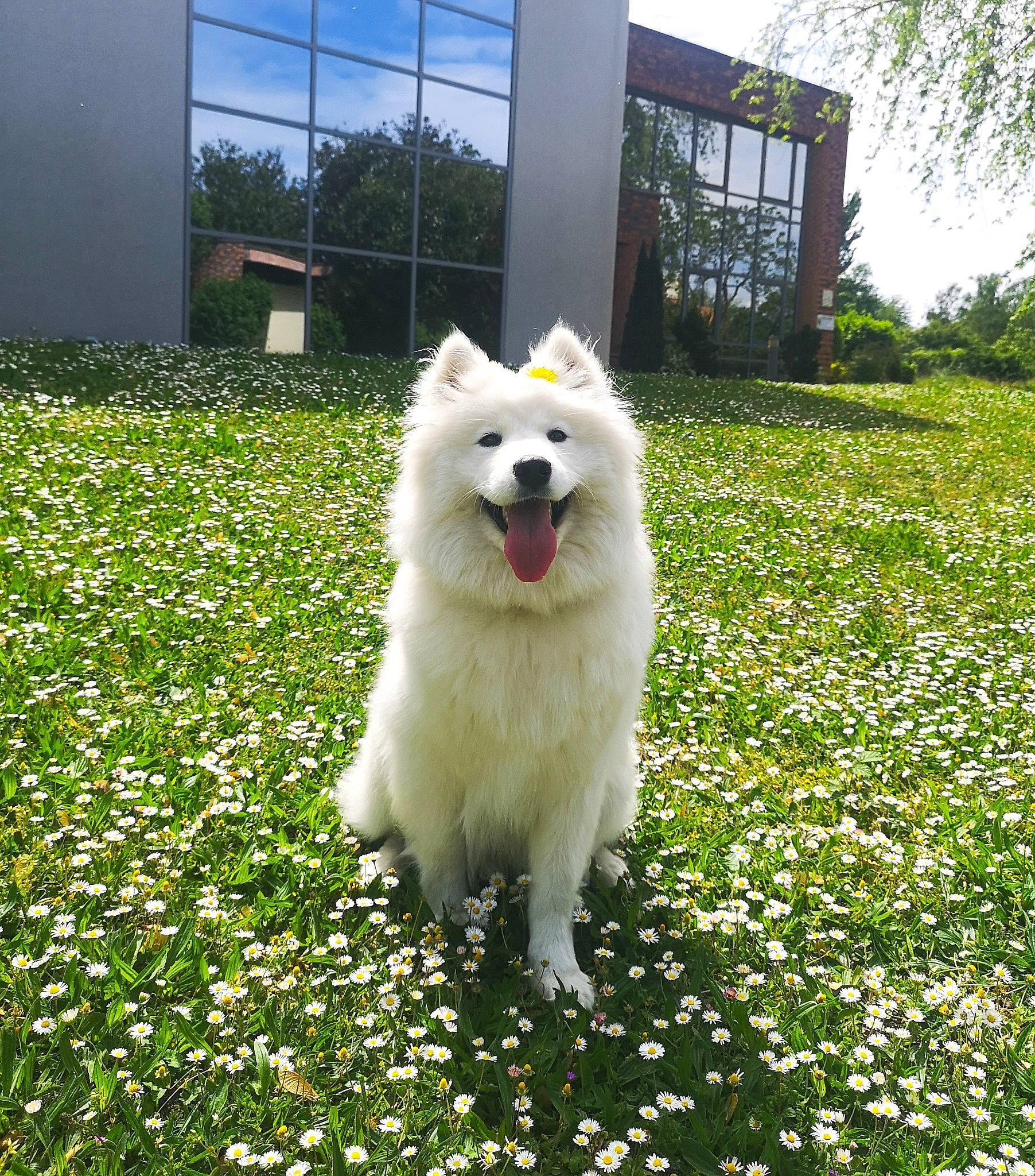 Pudding a rejoint le concours — aidez-le/la à gagner de superbes lots ! american_eskimo_dog, carnivore, companion_dog, dog, dog_breed, flower, garden, german_spitz, german_spitz_mittel, grass, groundcover, indian_spitz, japanese_spitz, plant, sky, spitz, sporting_group, tree, volpino_italiano, window
