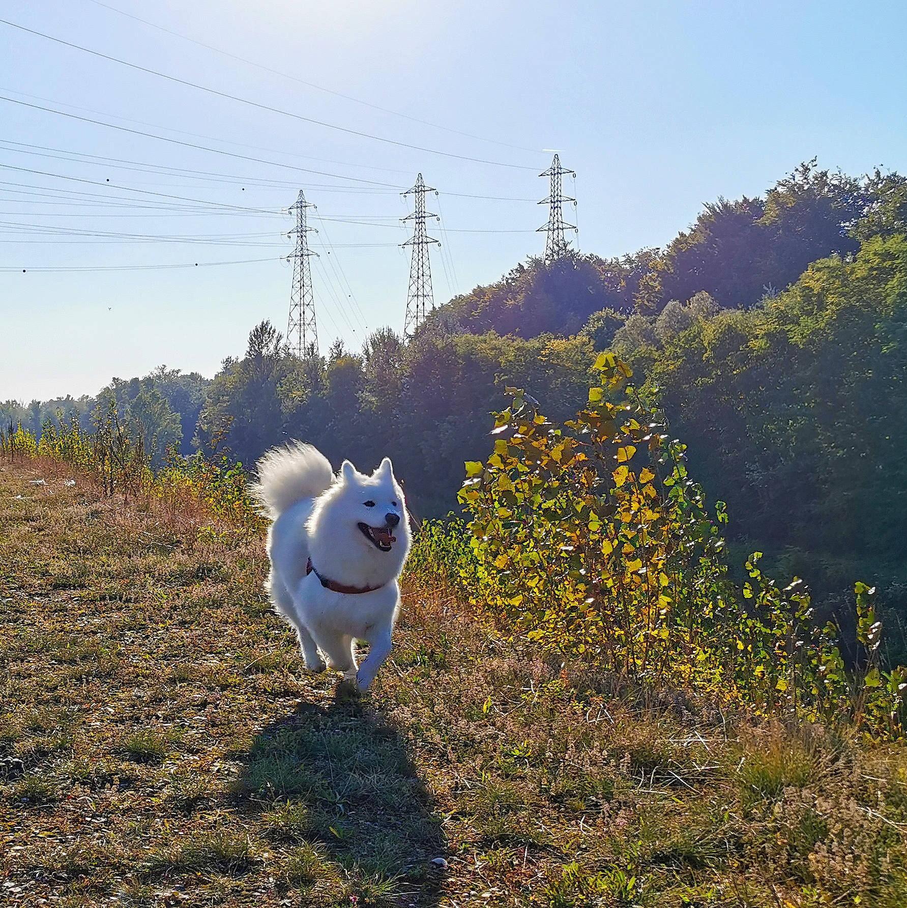 Pudding participe au concours pour gagner de l'argent avec cette photo : carnivore, companion_dog, dog, dog_breed, fawn, grass, grassland, happy, landscape, meadow, natural_landscape, overhead_power_line, people_in_nature, plant, shrub, sky, sporting_group, tower, tree, working_animal