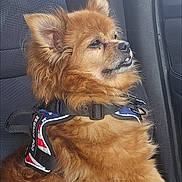 Mr Wiggles joined the competition — help win amazing prizes! dog, car_interior, seat, harness, pet, fluffy, brown_fur, window, seatbelt, side_view, domestic_animal, canine, companion, resting, profile, indoor, transportation, furry, cute, calm
