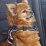 dog, car_interior, seat, harness, pet, fluffy, brown_fur, window, seatbelt, side_view, domestic_animal, canine, companion, resting, profile, indoor, transportation, furry, cute, calm