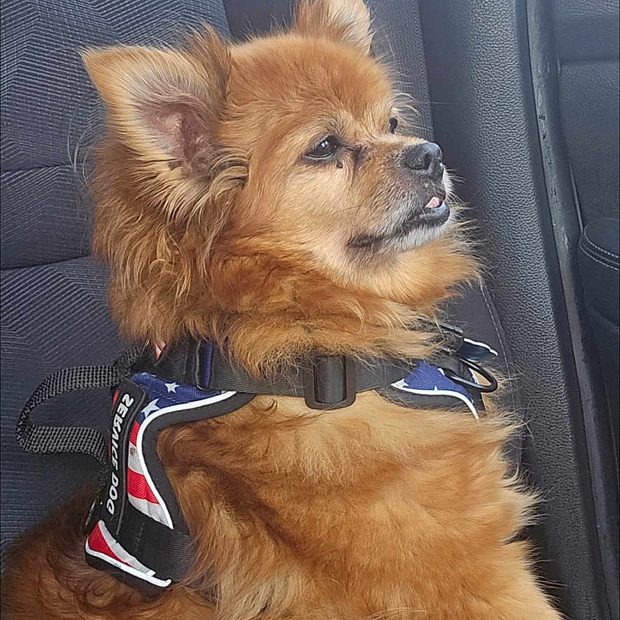 Mr Wiggles joined the competition — help win amazing prizes! brown_fur, calm, canine, car_interior, companion, cute, dog, domestic_animal, fluffy, furry, harness, indoor, pet, profile, resting, seat, seatbelt, side_view, transportation, window