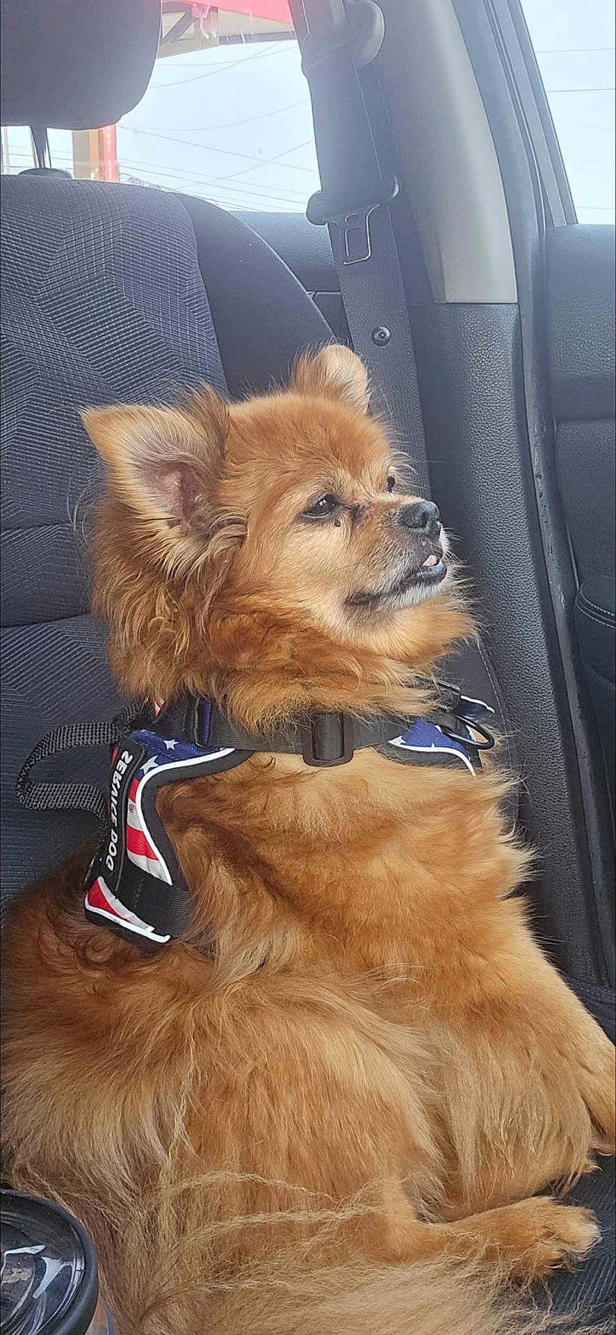 Mr Wiggles joined the competition — help win amazing prizes! dog, car_interior, seat, harness, pet, fluffy, brown_fur, window, seatbelt, side_view, domestic_animal, canine, companion, resting, profile, indoor, transportation, furry, cute, calm