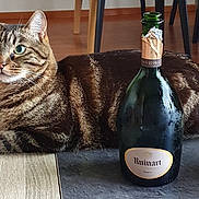 Kenzo participe au concours pour gagner de l'argent avec cette photo : bottle, carnivore, cat, domestic_short_haired_cat, felidae, flightless_bird, fur, glass_bottle, grey, paw, sitting, small_to_medium_sized_cats, tail, terrestrial_animal, whiskers, wildlife, window, wine, wine_bottle, wood