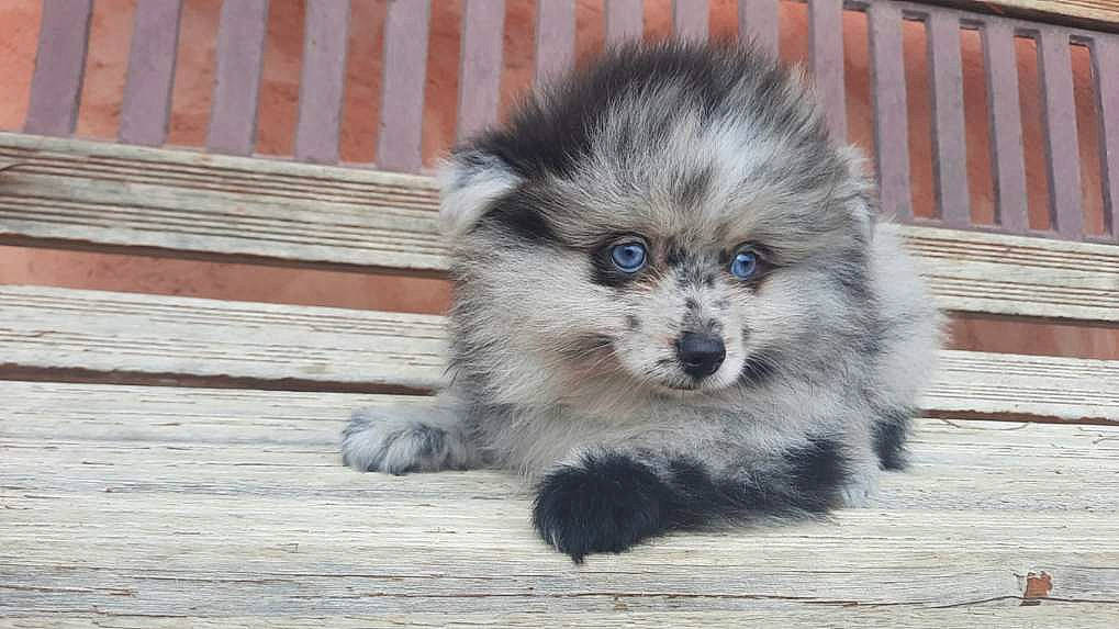 Channel participe au concours pour gagner de l'argent avec cette photo : ancient_dog_breeds, canidae, canis, carnivore, companion_dog, dog, dog_breed, electric_blue, fawn, fur, german_spitz_klein, german_spitz_mittel, non_sporting_group, snout, sporting_group, terrestrial_animal, toy_dog, whiskers, working_animal, working_dog