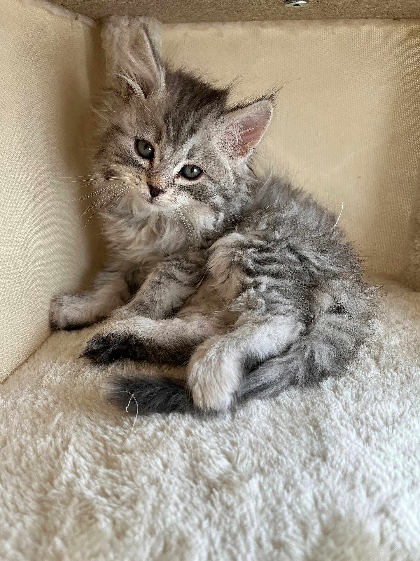 Ace joined the competition — help win amazing prizes! kitten, cat, fluffy, gray, feline, pet, cute, young, animal, soft, resting, indoors, fur, whiskers, ears, paws, sleepy, cozy, small, curious