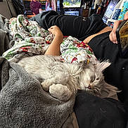 Ace is registered to the contest to win money with this photo: animal, blanket, casual, cat, clothing, comfort, couch, cozy, fur, furniture, gray_cat, hand, home, indoor, nap, person, phone, relaxing, resting, sleeping_cat