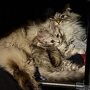 Ace is registered to the contest to win money with this photo: cat, fluffy, snuggling, cozy, fur, pets, cute, animal, resting, closeup, indoor, mammal, companionship, relaxed, whiskers, face, eyes, paw, cuddle, warm