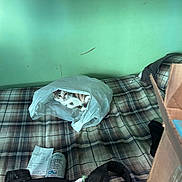 Cookie is registered to the contest to win money with this photo: cat, plastic_bag, bed, plaid, backpack, can, receipt, patches, indoor, green_wall, clutter, curious, resting, furniture, room, domestic, pet, cozy, casual, soft_light