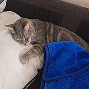 Simba participe au concours pour gagner de l'argent avec cette photo : cat, sleeping, gray_tabby, pillow, blanket, blue_blanket, couch, indoor, resting, feline, pet, cozy, relaxing, fur, whiskers, paw, soft_texture, home, quiet, comfortable