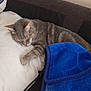 cat, sleeping, gray_tabby, pillow, blanket, blue_blanket, couch, indoor, resting, feline, pet, cozy, relaxing, fur, whiskers, paw, soft_texture, home, quiet, comfortable