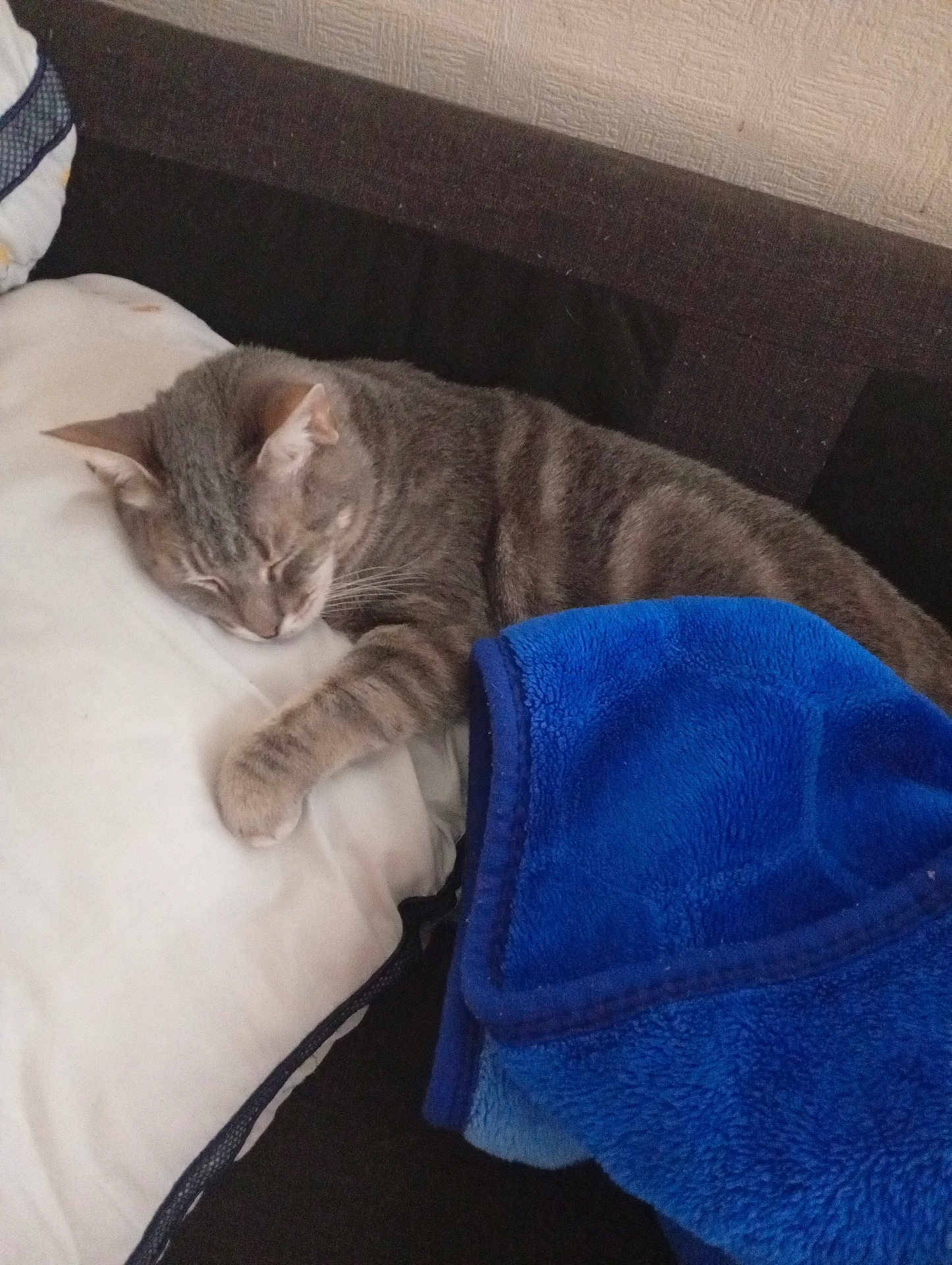 Simba participe au concours pour gagner de l'argent avec cette photo : cat, sleeping, gray_tabby, pillow, blanket, blue_blanket, couch, indoor, resting, feline, pet, cozy, relaxing, fur, whiskers, paw, soft_texture, home, quiet, comfortable