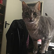 Sinba participe au concours pour gagner de l'argent avec cette photo : american_shorthair, asian, carnivore, cat, domestic_short_haired_cat, ear, european_shorthair, felidae, fur, kitten, mammal, polydactyl_cat, small_to_medium_sized_cats, tabby_cat, whiskers