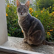 Sinba participe au concours pour gagner de l'argent avec cette photo : animal, apartment_building, cat, closeup, concrete, curious, daylight, feline, flowers, gray_cat, greenery, nature, outdoor, pet, plants, sitting, tabby_cat, urban, window, yellow_flowers