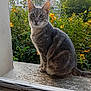 animal, apartment_building, cat, closeup, concrete, curious, daylight, feline, flowers, gray_cat, greenery, nature, outdoor, pet, plants, sitting, tabby_cat, urban, window, yellow_flowers