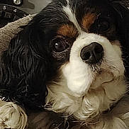 Oréo participe au concours pour gagner de l'argent avec cette photo : animal, black_and_white, blanket, brown, close_up, companion, cozy, cute, dog, domestic_animal, expression, face, fluffy, fur, indoors, mammal, nose, pet, portrait, resting