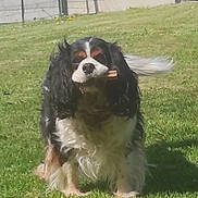 Oréo participe au concours pour gagner de l'argent avec cette photo : animal, black, brown, canine, daylight, dog, ears, fur, grass, happy, muzzle, nature, outdoor, park, pet, playing, running, stick, tail, white