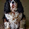 dog, cavalier_king_charles_spaniel, pet, animal, fur, black, white, brown, curly_fur, cute, sitting, carpet, indoor, portrait, canine, mammal, ears, face, nose, paw