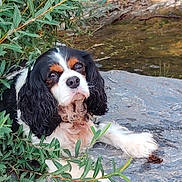 Oréo participe au concours pour gagner de l'argent avec cette photo : animal, calm, canine, cavalier_king_charles_spaniel, closeup, dog, fur, greenery, leaves, nature, outdoor, pet, pond, portrait, quiet, relaxing, resting, rock, tricolor, water
