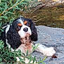 Oréo participe au concours pour gagner de l'argent avec cette photo : animal, calm, canine, cavalier_king_charles_spaniel, closeup, dog, fur, greenery, leaves, nature, outdoor, pet, pond, portrait, quiet, relaxing, resting, rock, tricolor, water