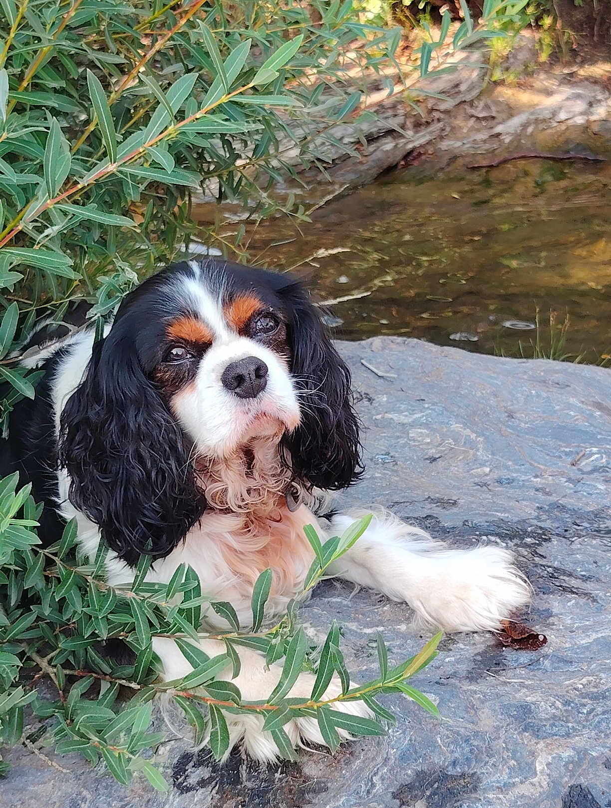 Oréo participe au concours pour gagner de l'argent avec cette photo : animal, calm, canine, cavalier_king_charles_spaniel, closeup, dog, fur, greenery, leaves, nature, outdoor, pet, pond, portrait, quiet, relaxing, resting, rock, tricolor, water