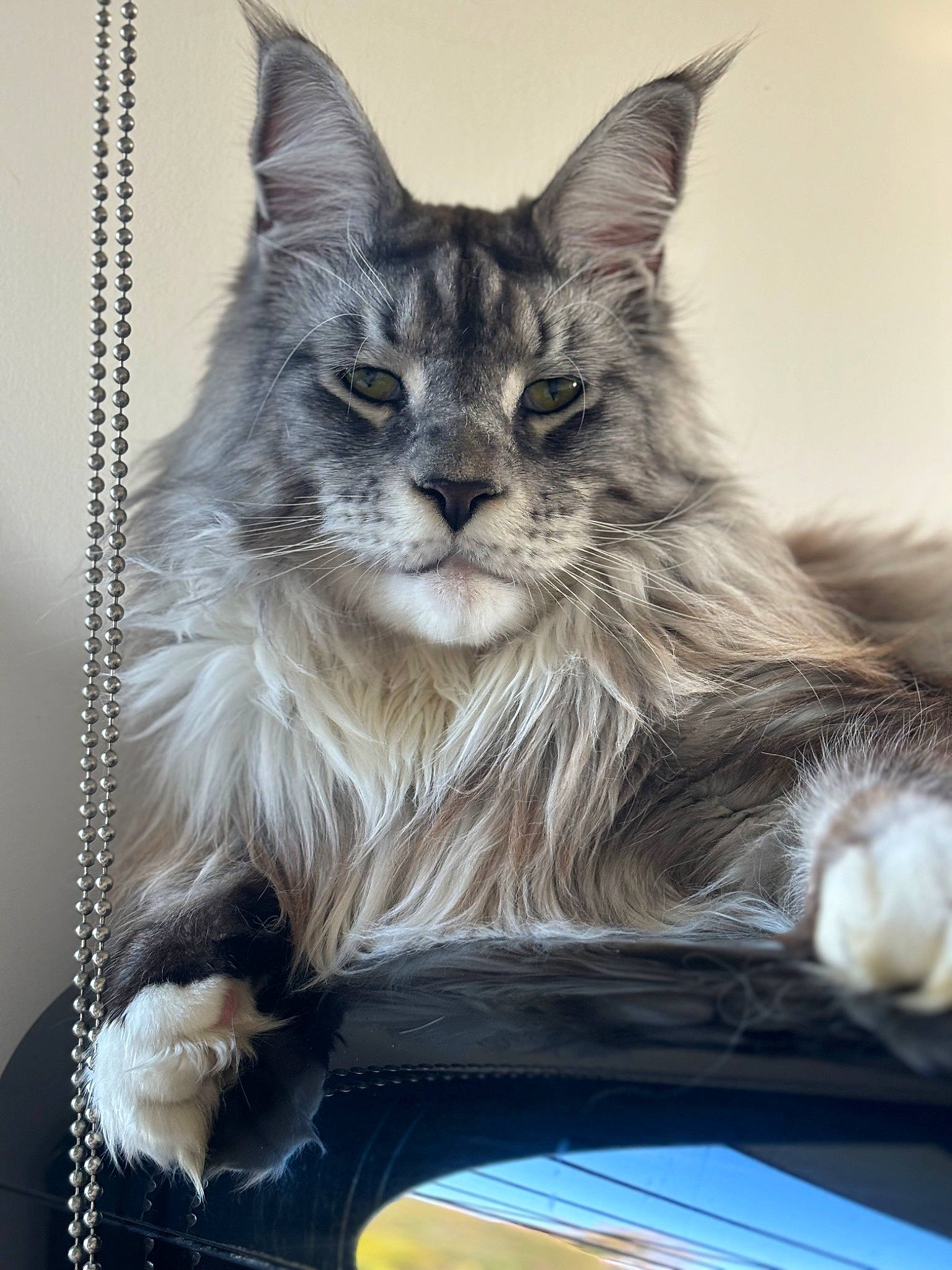 Petrus a rejoint le concours — aidez-le/la à gagner de superbes lots ! box, carnivore, cat, cat_supply, claw, comfort, domestic_short_haired_cat, felidae, fur, grey, maine_coon, paw, sitting, small_to_medium_sized_cats, snout, tail, whiskers, window