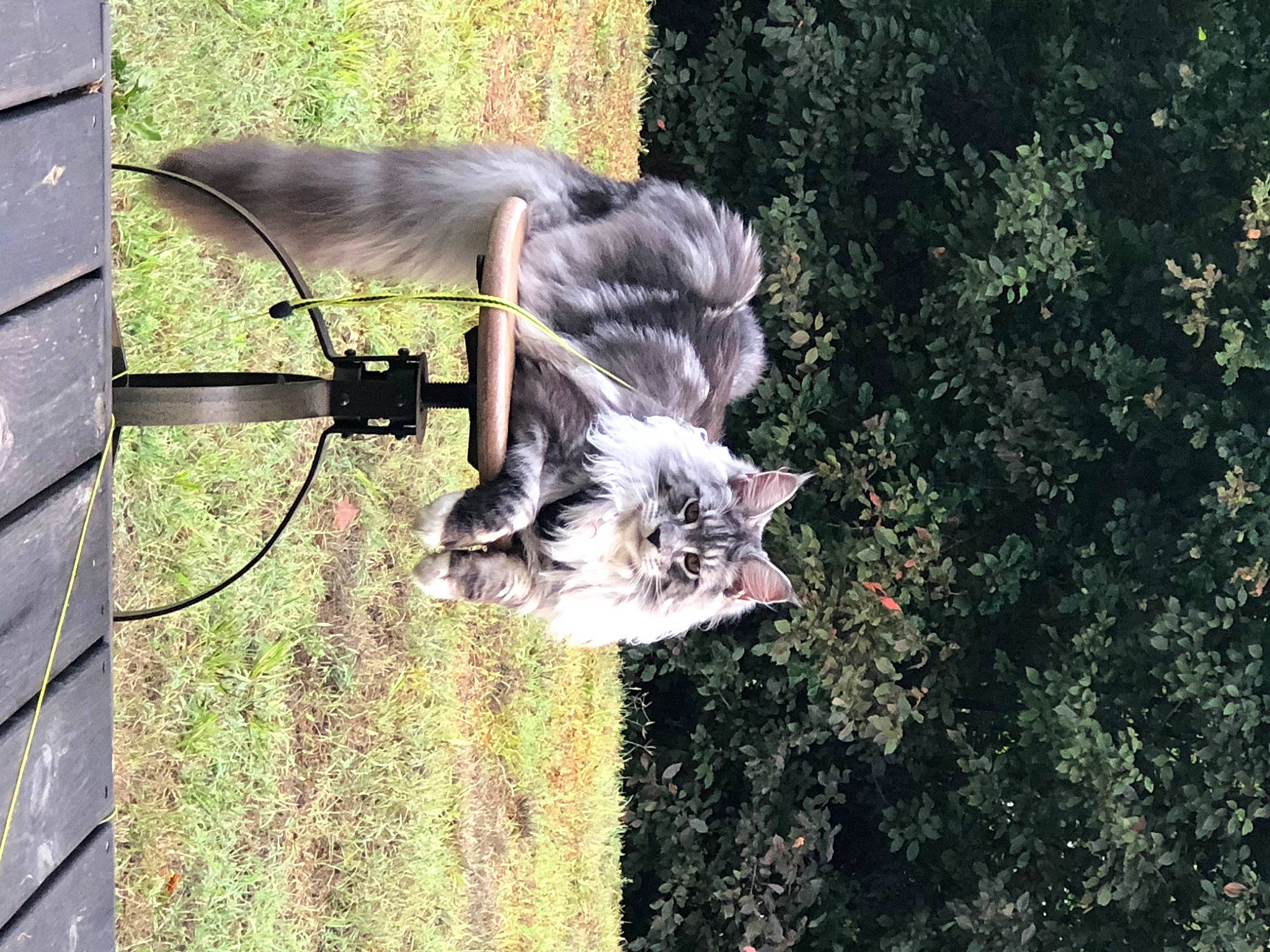 Petrus participe au concours pour gagner de l'argent avec cette photo : canidae, carnivore, cat, dog_breed, domestic_short_haired_cat, felidae, fur, grass, plant, small_to_medium_sized_cats, sporting_group, tail, tree, trunk, vertebrate, whiskers, wildlife, wire, wood, yard
