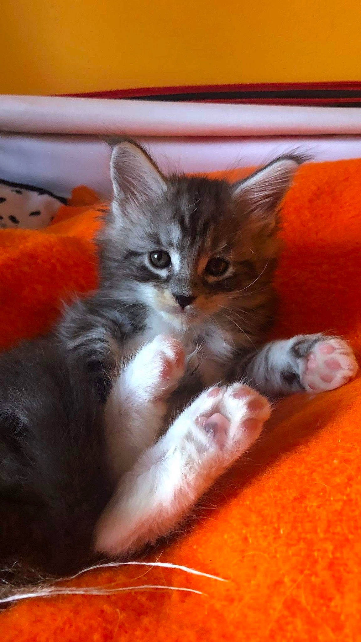 Petrus participe au concours pour gagner de l'argent avec cette photo : box, carnivore, cat, cat_supply, cat_toy, claw, comfort, domestic_short_haired_cat, door_mat, fawn, felidae, flooring, fur, orange, paw, photo_caption, small_to_medium_sized_cats, snout, tail, whiskers