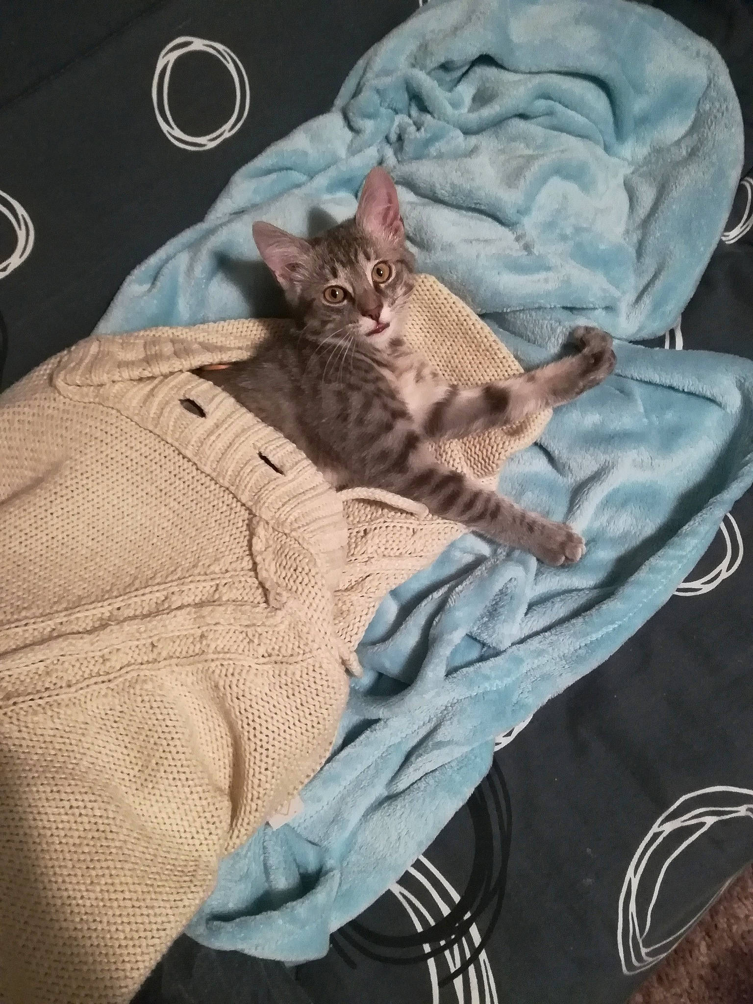 Nala a rejoint le concours — aidez-le/la à gagner de superbes lots ! bag, bed, bedding, carnivore, cat, comfort, couch, domestic_short_haired_cat, felidae, fur, grey, linens, pattern, sleeve, small_to_medium_sized_cats, t_shirt, terrestrial_animal, textile, top, whiskers