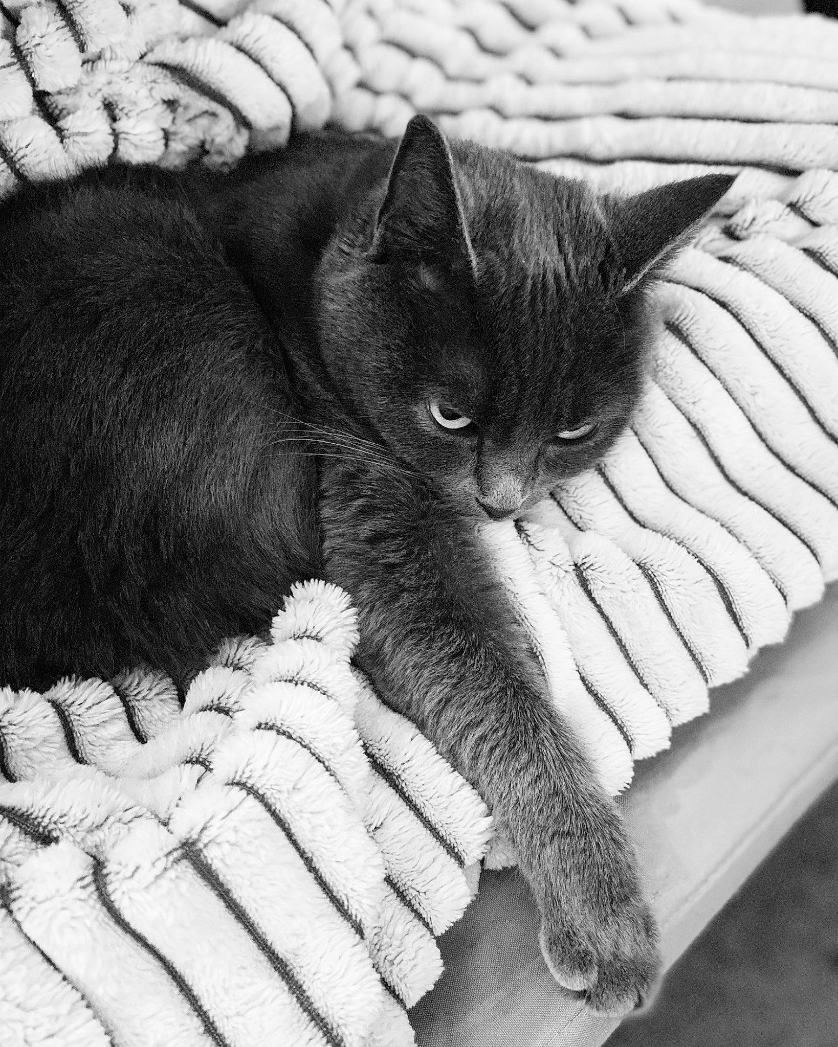 Volga a rejoint le concours — aidez-le/la à gagner de superbes lots ! asian, black_and_white, black_cat, british_shorthair, carnivore, cat, chartreux, claw, domestic_short_haired_cat, felidae, fur, kitten, korat, nap, nebelung, paw, polydactyl_cat, small_to_medium_sized_cats, snout, whiskers