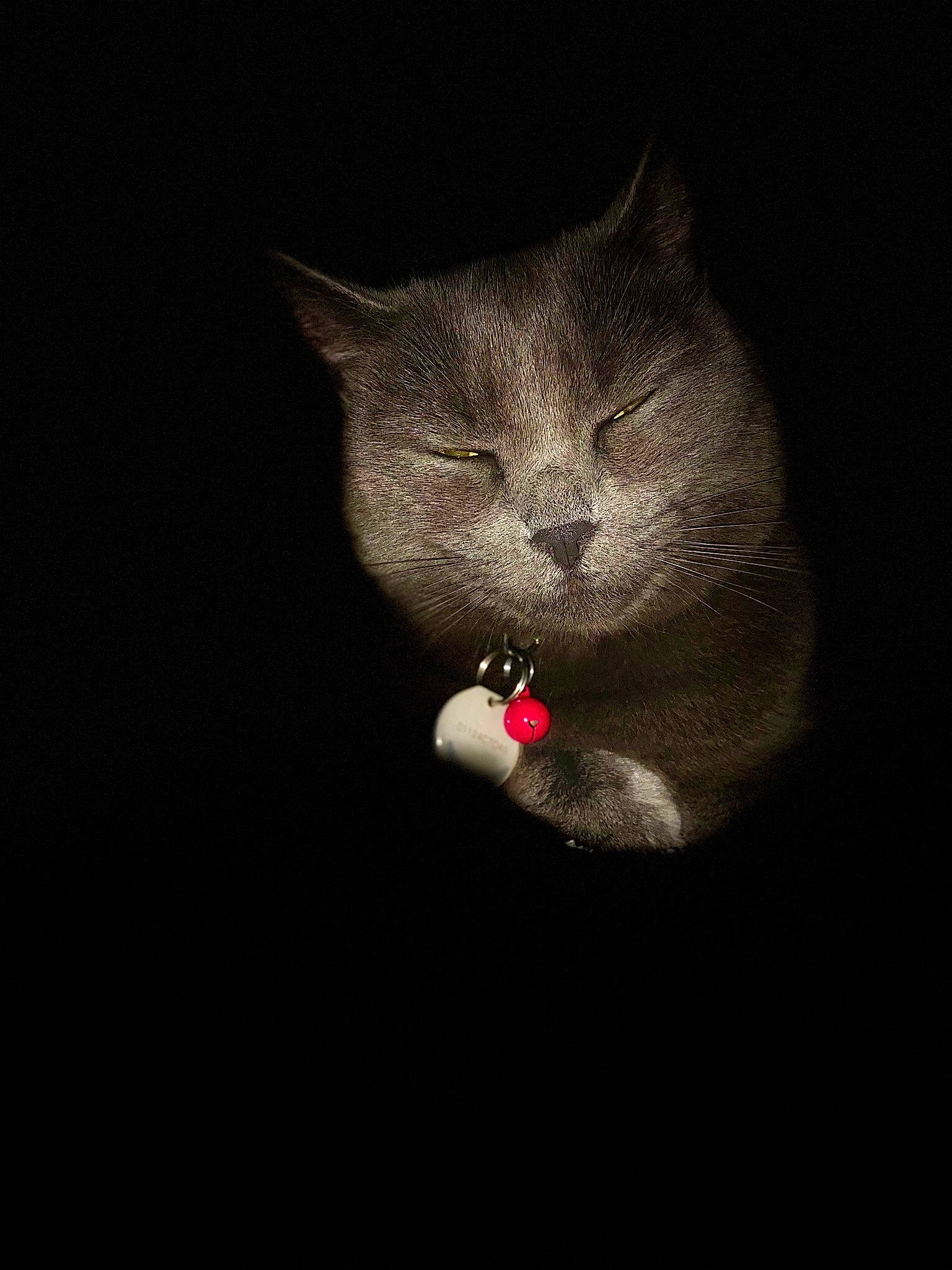 Volga participe au concours pour gagner de l'argent avec cette photo : black, black_cat, british_shorthair, carnivore, cat, chartreux, darkness, domestic_short_haired_cat, felidae, night, small_to_medium_sized_cats, snout, still_life_photography, whiskers