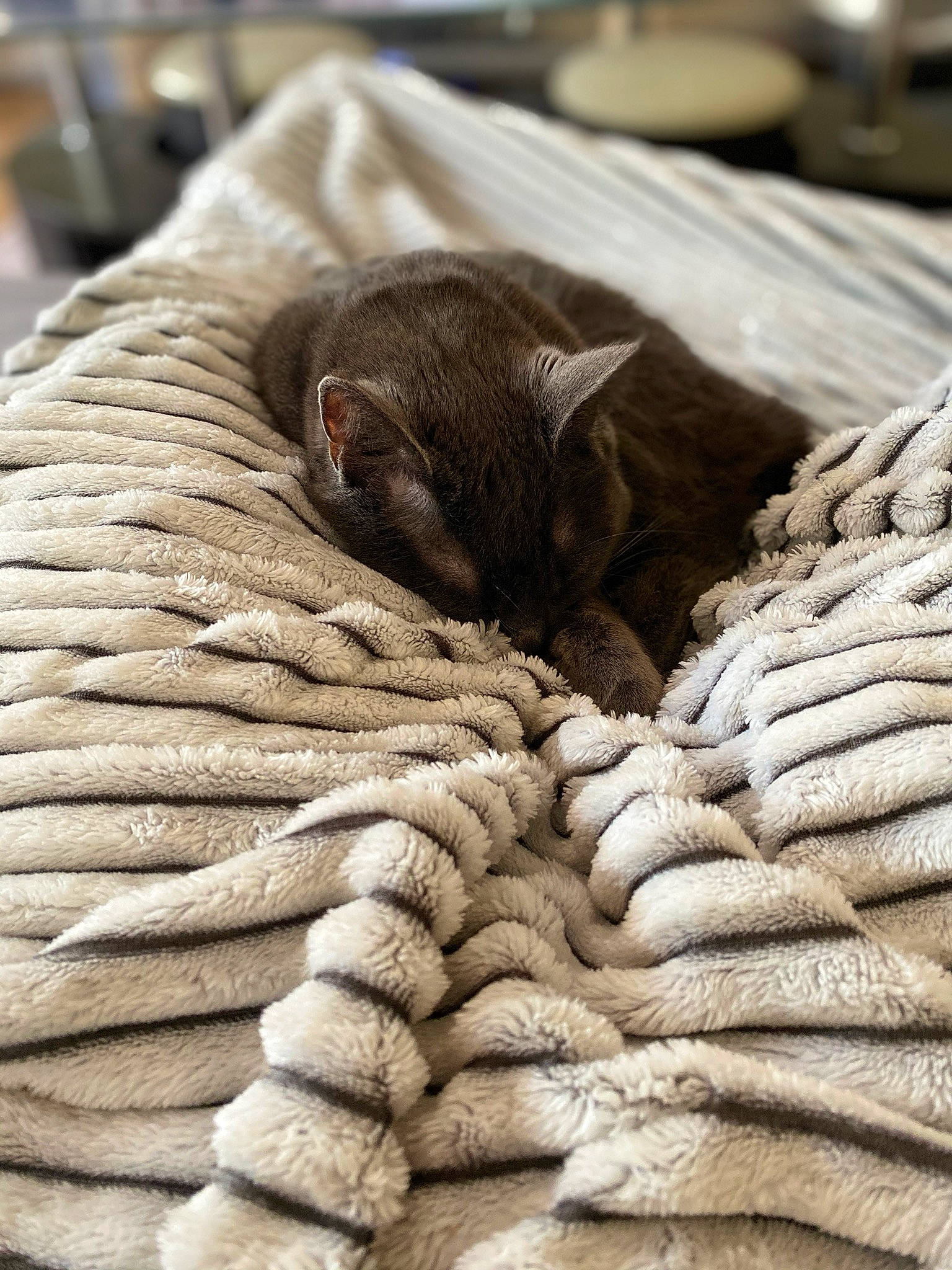 Volga participe au concours pour gagner de l'argent avec cette photo : asian, carnivore, cat, comfort, felidae, fur, nap, sleep, small_to_medium_sized_cats, whiskers, wood