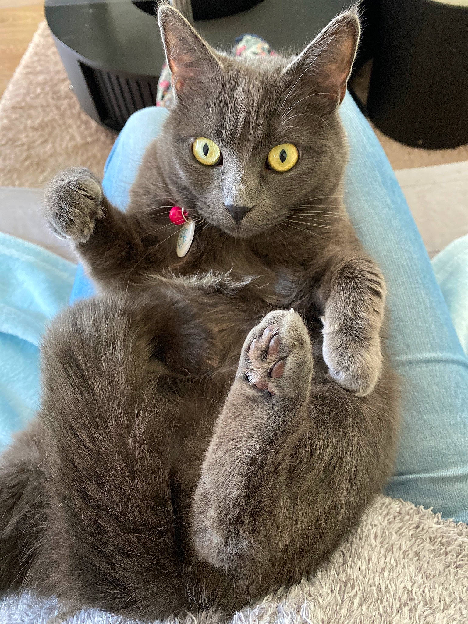 Volga a rejoint le concours — aidez-le/la à gagner de superbes lots ! asian, british_shorthair, burmese, carnivore, cat, chartreux, domestic_short_haired_cat, felidae, kitten, korat, mammal, nebelung, russian_blue, small_to_medium_sized_cats, vertebrate, whiskers